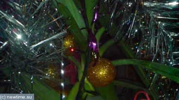Превратилась комнатная пальма в аномальную новогоднюю елку. 
Креатив в жизни все!
 * мой блог на МИАТЦ http://miatz.ru/blogs/junior/*
