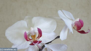 На цветущие орхидеи можно смотреть бесконечно ....