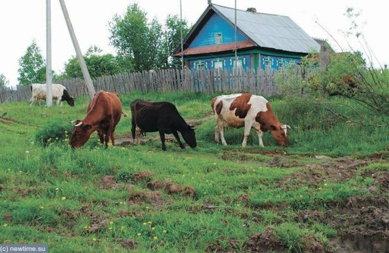 «Огороды засохли. Скотину поить нечем...»