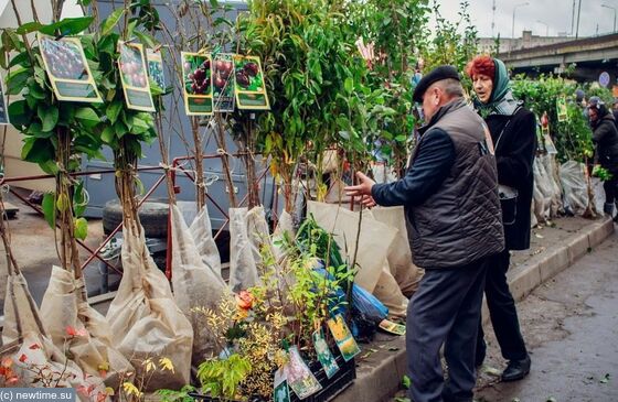 Выставка-продажа самых зимостойких растений